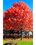 Дуб червоний | Дуб красный | Quercus rubra